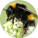 Nelson Pomeroy profile picture